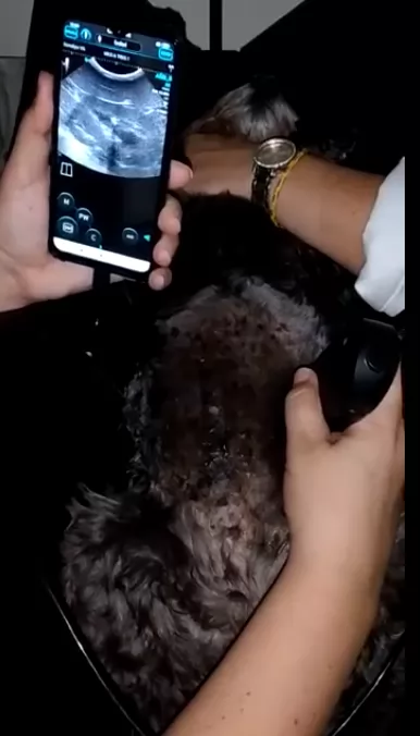 Small, lightweight, very portable, with excellent resolution and long battery life, very portable. Small, lightweight, very portable, with excellent resolution and long battery life, very portable.